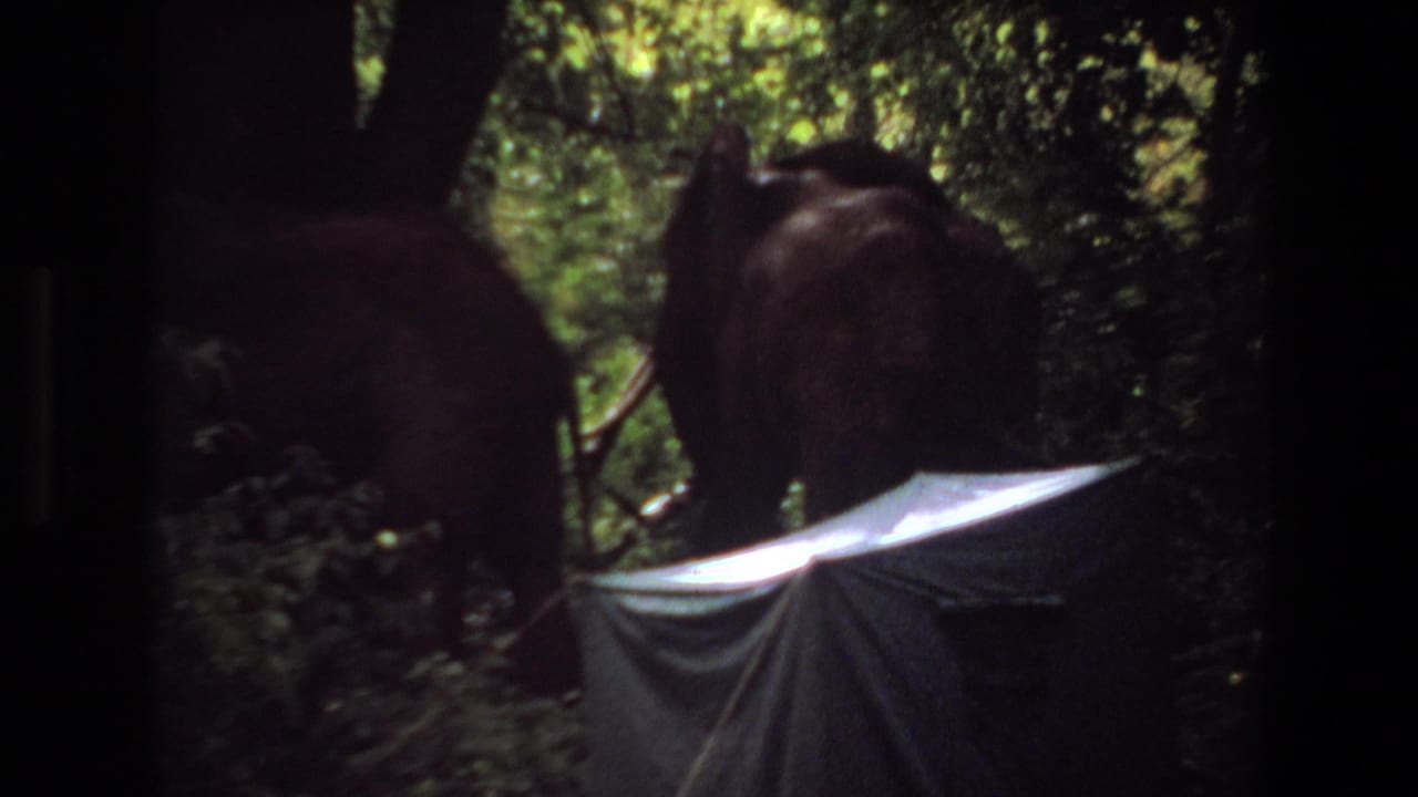 1969 Angola 8mm frame showing elephants in dense jungle shade near a pale expedition tent or tarp.