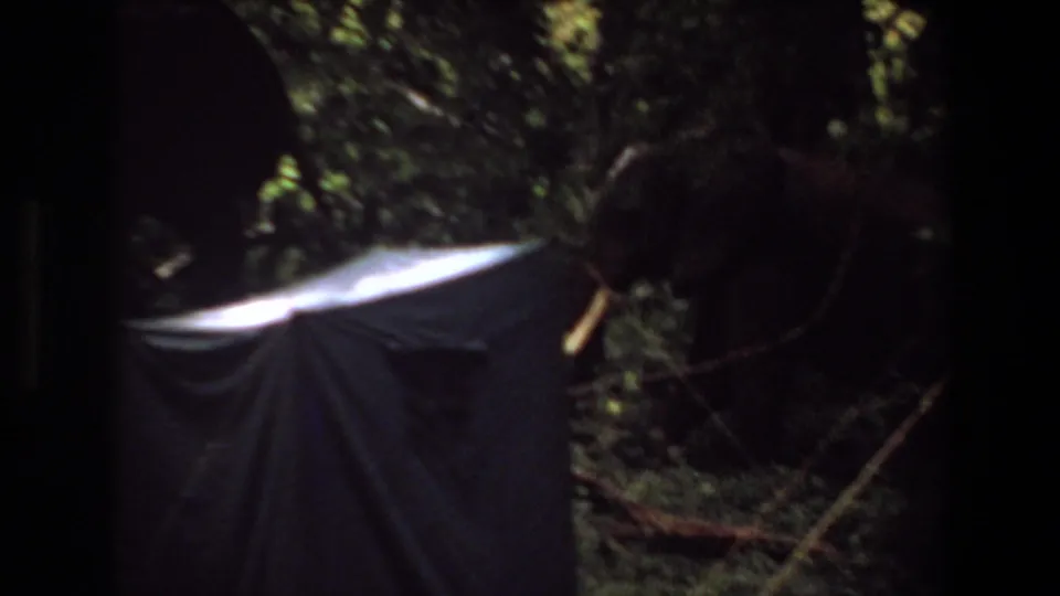 1969 Angola frame showing a tusked elephant beside dense trees, with a pale canvas tent below the frame center.
