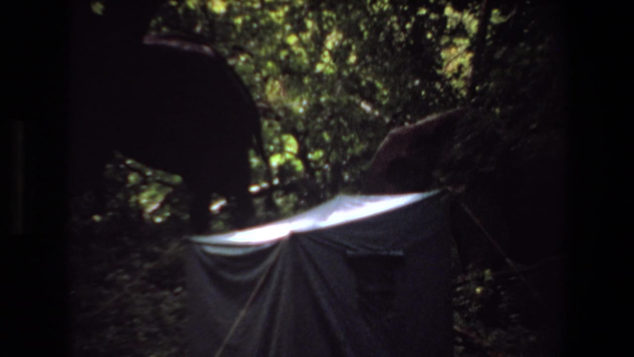 Elephant in profile behind a light tent, partly hidden by forest shadow.