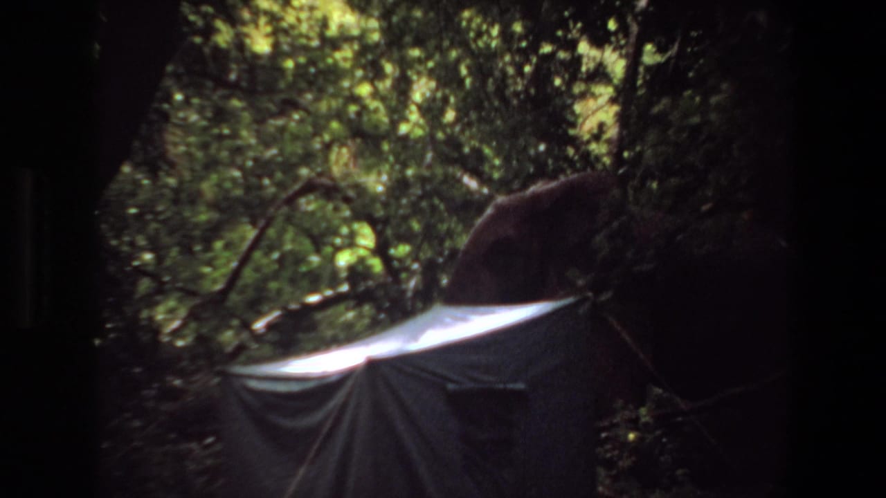 1969 Angola 8mm frame showing a pale tent set among dark tree trunks and dense green forest canopy.