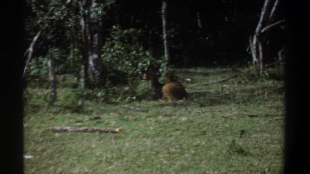 Brown antelope-like animal resting in grass near trees and dense foliage.