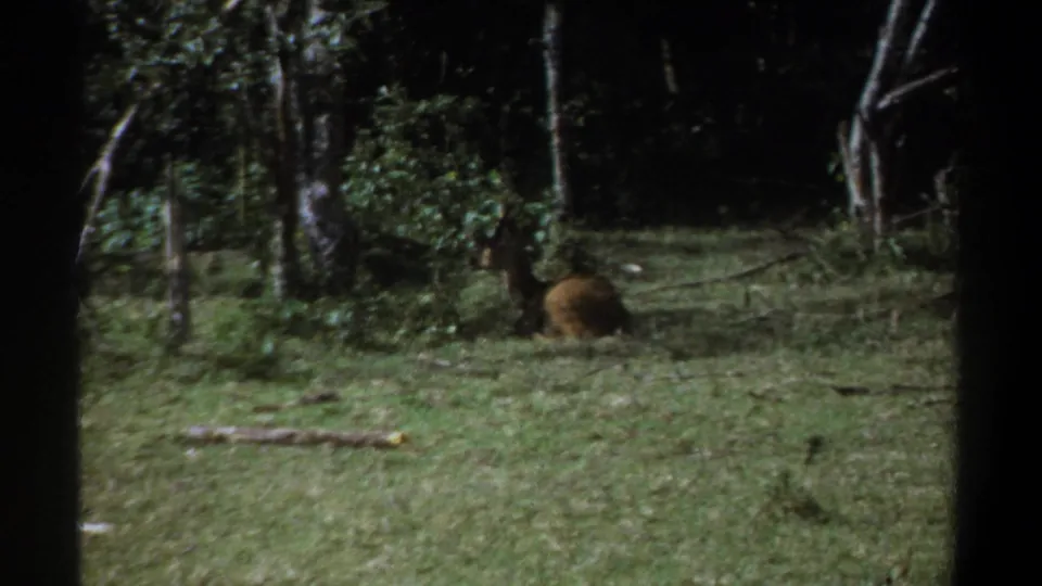 1969 Kenya 8mm frame showing a brown antelope-like animal resting in a grassy wooded area.