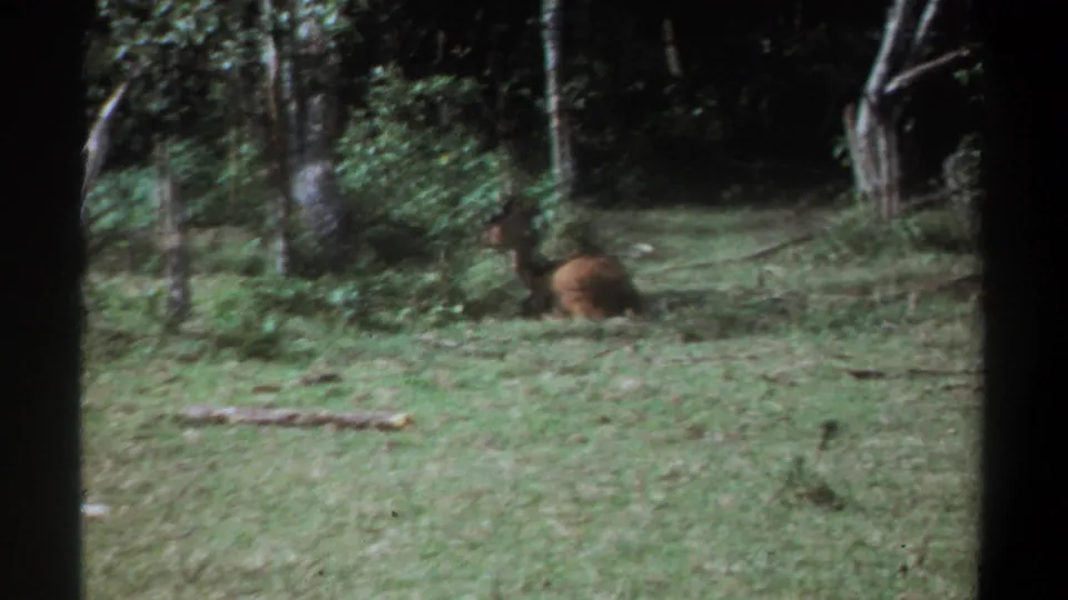 Vintage 8mm Kenya wildlife frame with a brown antelope-like animal resting in grass among trees.