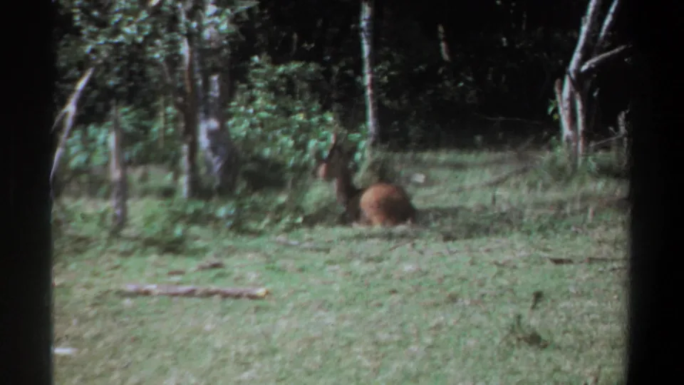 1969 Kenya home-movie frame of an antelope-like animal sitting near a tree in a shaded grassy area.