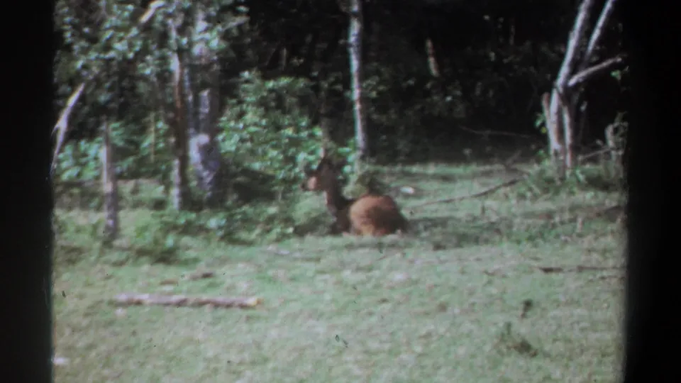1969 Kenya 8mm frame showing a brown animal lying on green grass among trees and shrubs.