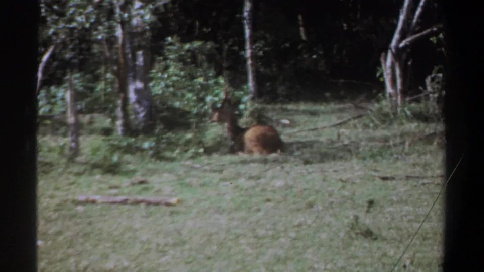 1969 Kenya 8mm frame with a brown animal resting near tree trunks in a grassy wooded area.