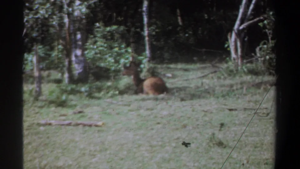 1969 Kenya 8mm frame showing a distant brown animal lying in a green clearing with wooded background.