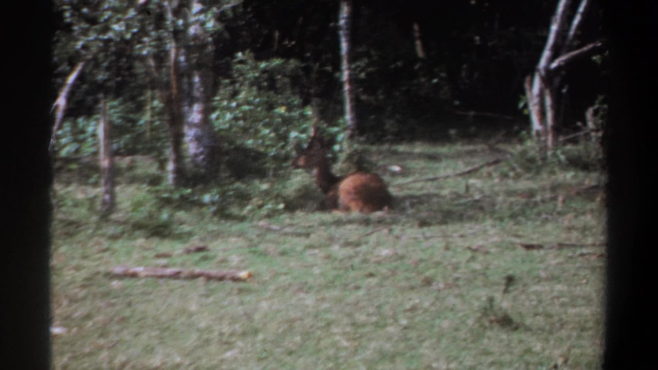 Horned brown animal lying in grass near trees and undergrowth.
