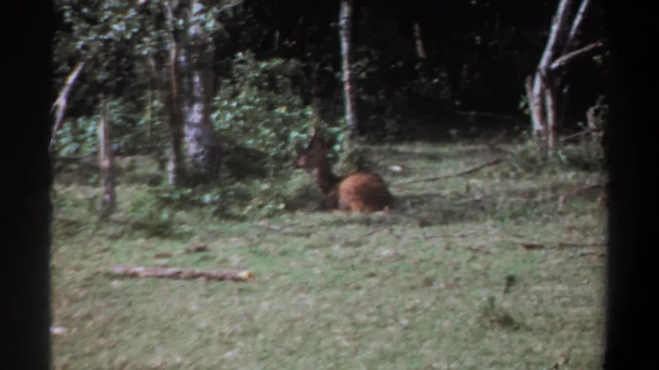 1969 Kenya 8mm frame showing a horned brown deer or antelope resting in a grassy forest clearing.