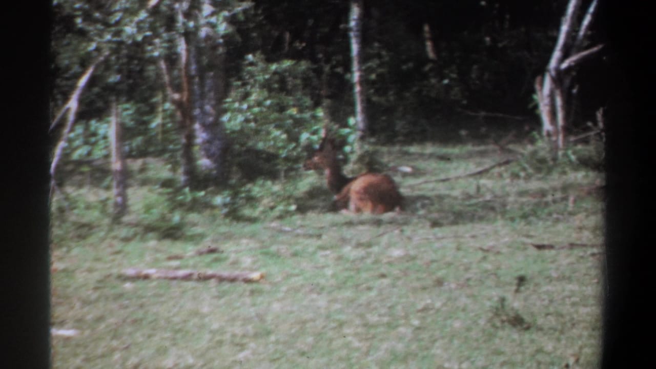 Small horned animal camouflaged in grass beside dense trees.