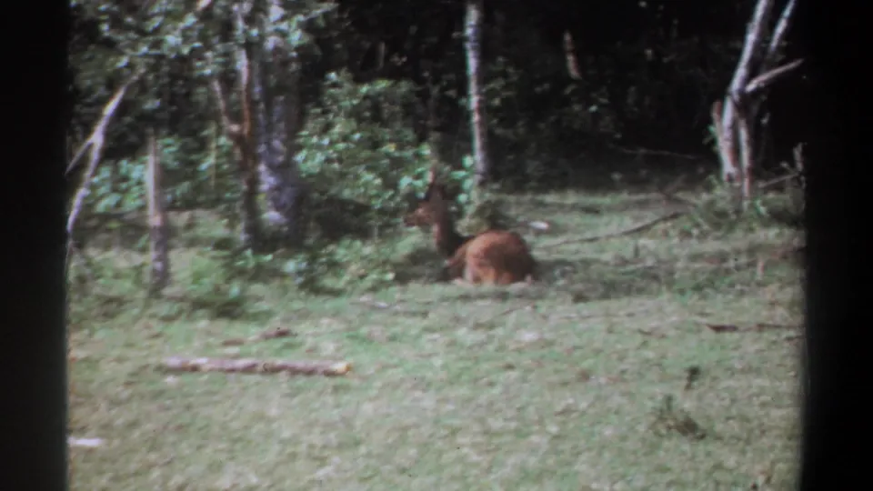 1969 Kenya 8mm frame with a horned brown animal lying partly camouflaged among grass and forest undergrowth.