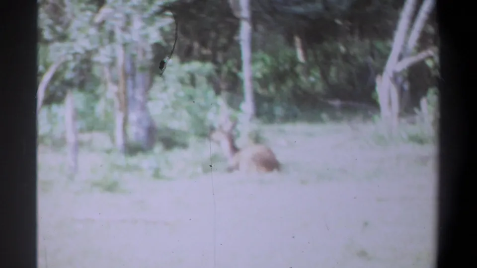 Soft, bright 1969 Kenya 8mm frame showing the resting animal blurred near pale grass and woodland trunks.