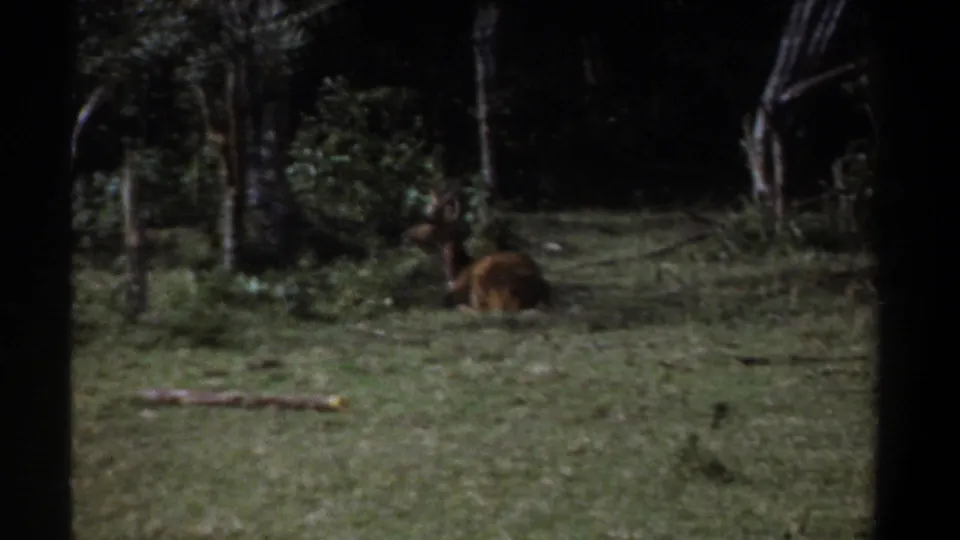 1969 Kenya 8mm frame showing a horned brown deer or antelope resting in shadowed grass beside dense woodland.