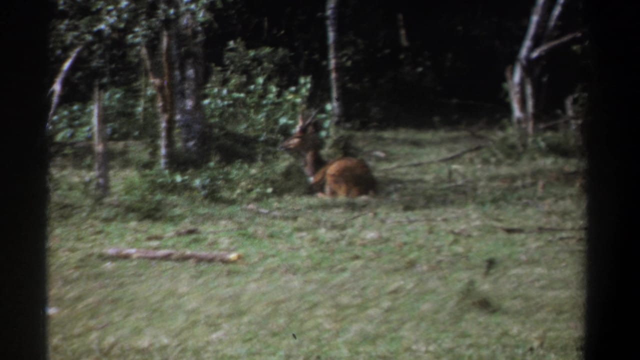 Brown antlered animal resting in grass near trees and dense foliage.