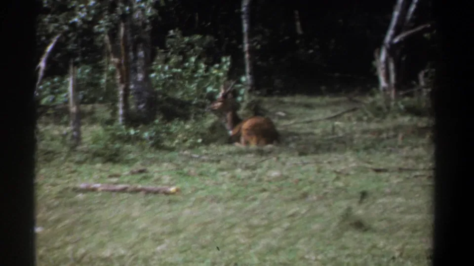 1969 Kenya 8mm frame showing a brown antlered animal resting in a grassy wooded clearing and facing partly toward the camera.