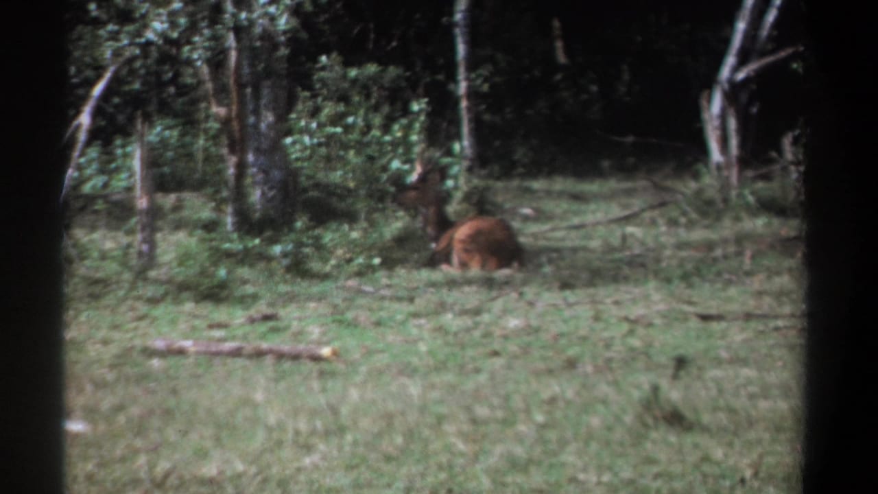 Resting antlered animal in a grassy clearing bordered by trees.