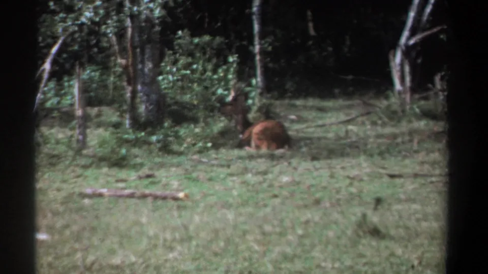 1969 Kenya 8mm frame with an antlered animal lying alert in grass near shrubs and tree trunks in a wooded clearing.