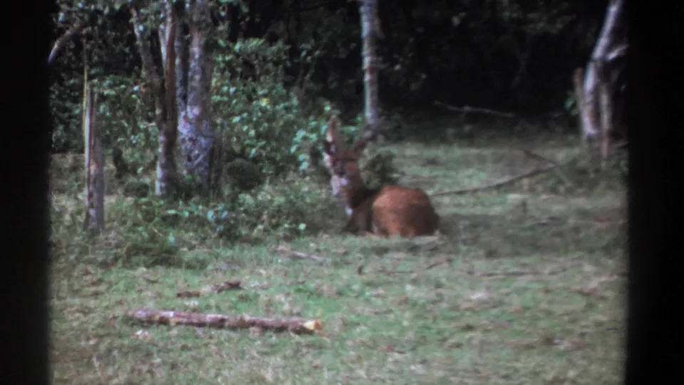 1969 Kenya 8mm frame showing a closer handheld view of a resting brown antlered animal beside trees, grass, and leafy brush.