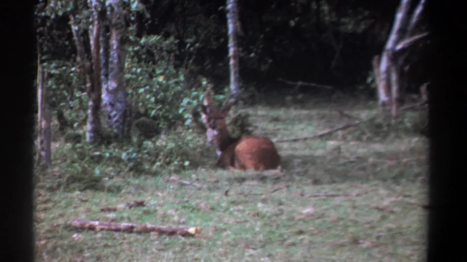 1969 Kenya 8mm frame of the resting antlered animal in a green clearing, with wooded background and dark film-frame edges.
