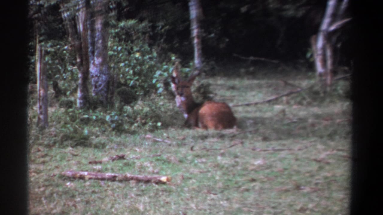 1969 Kenya 8mm frame showing a reddish-brown antlered animal lying alert near trees and undergrowth.