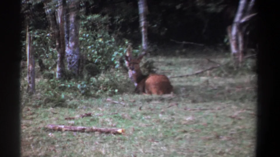 1969 Kenya 8mm frame showing a reddish-brown antlered animal lying alert near trees and undergrowth.
