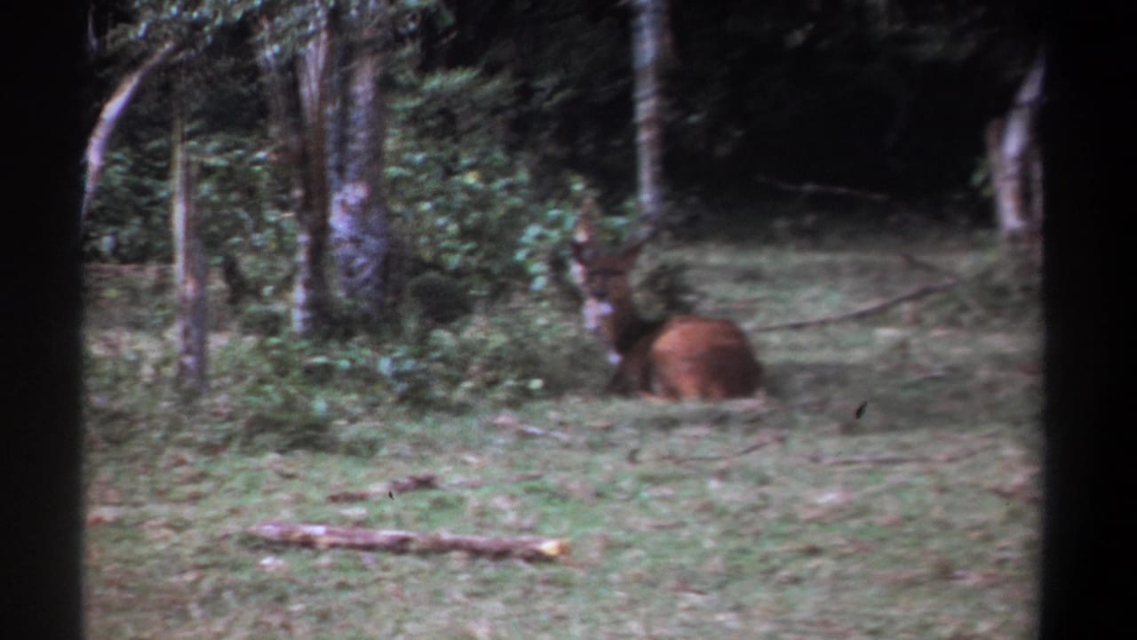 1969 Kenya 8mm frame with the animal still lying in grass beside dense trees and foliage.