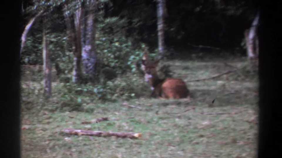 1969 Kenya 8mm frame with the animal still lying in grass beside dense trees and foliage.