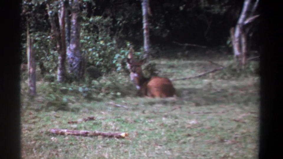 1969 Kenya 8mm frame showing the resting animal with head raised near trees, grass, and a foreground branch.