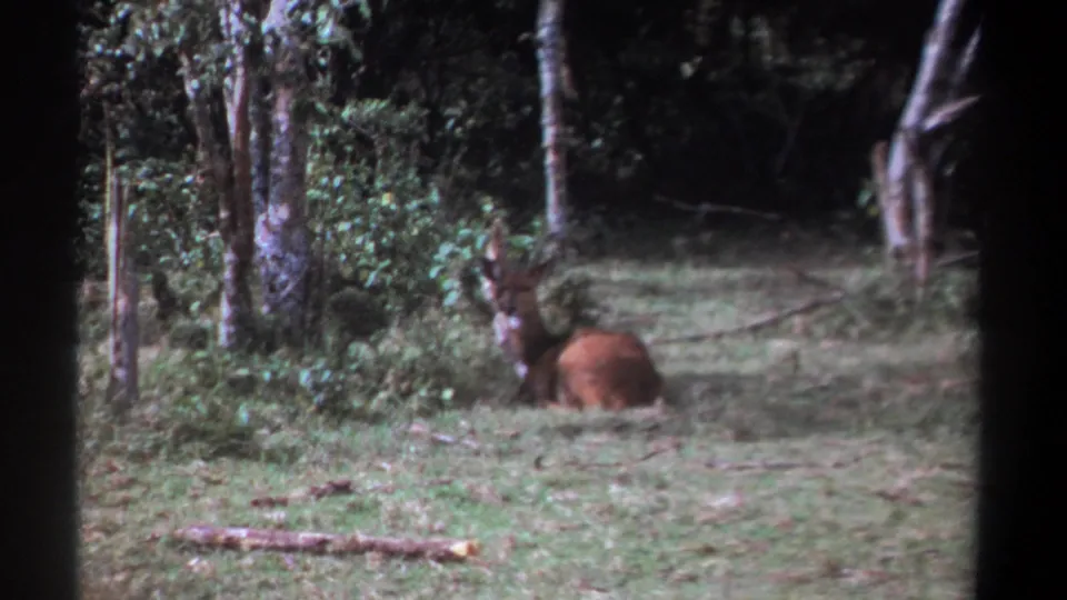 1969 Kenya 8mm frame of the animal lying in a clearing bordered by tree trunks and leafy vegetation.