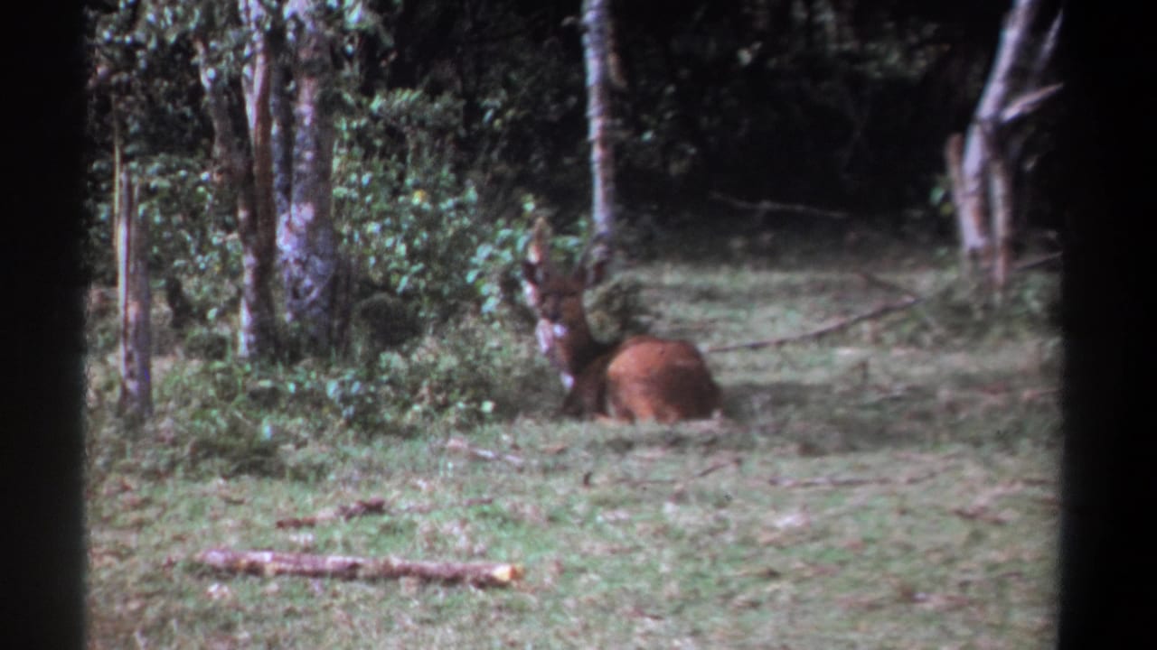 1969 Kenya 8mm frame showing a resting antlered deer or antelope in a wooded grassy clearing.