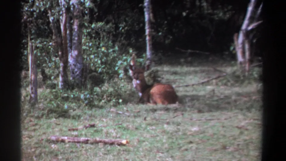 1969 Kenya 8mm frame showing a resting antlered deer or antelope in a wooded grassy clearing.