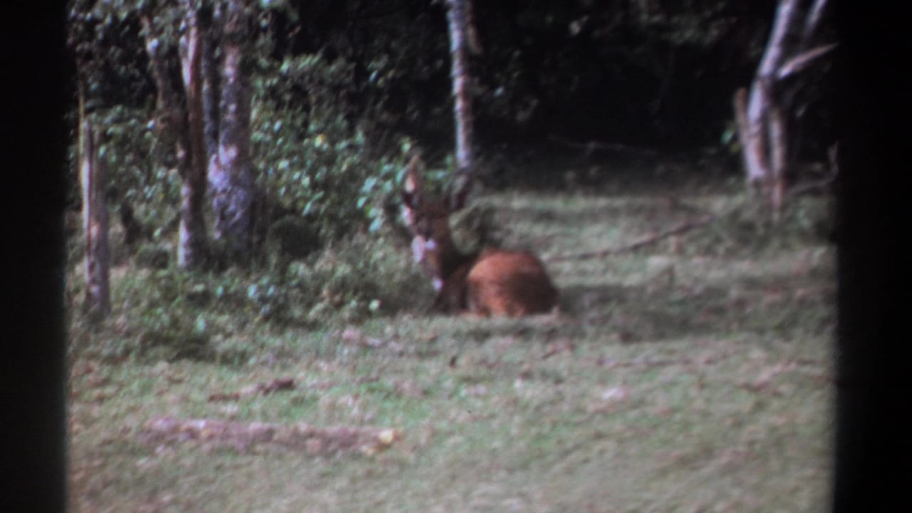 Resting antlered animal partly turned in a grassy wooded clearing.