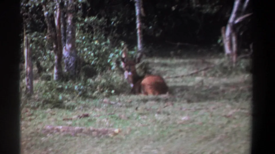 1969 Kenya home-movie frame with an antlered deer or antelope resting near trees in dappled light.