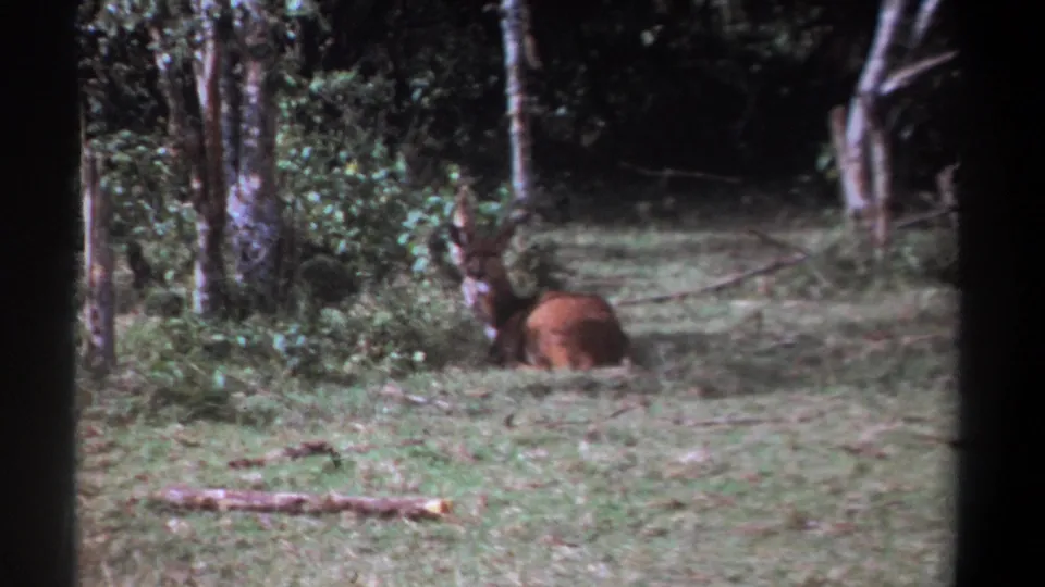 Kenya 1969 8mm still of a calm antlered animal resting in a forest clearing.