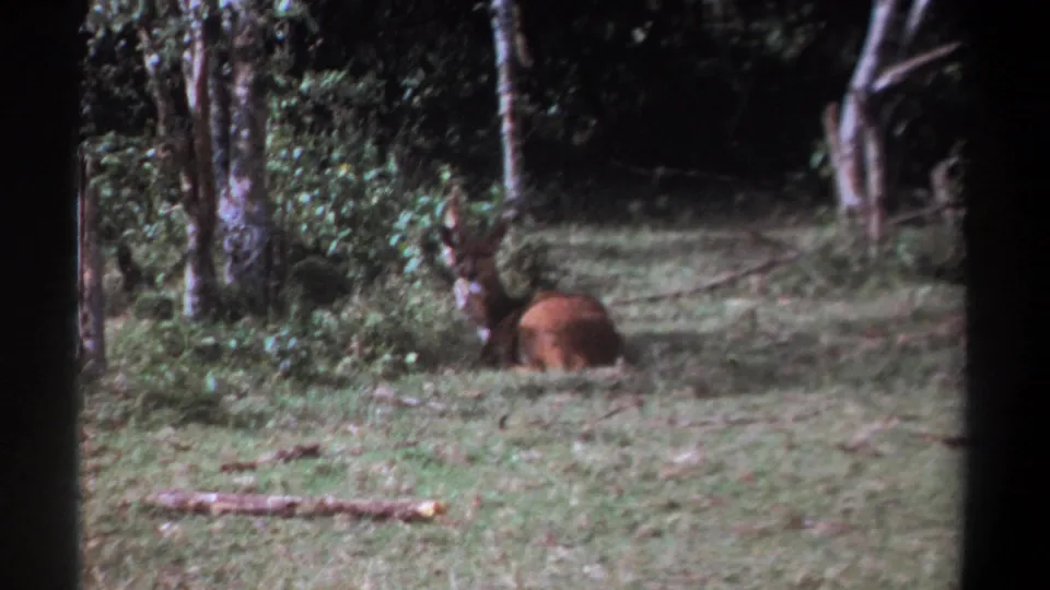 1969 Kenya 8mm frame of an antlered deer or antelope lying in a wooded clearing with visible film borders.