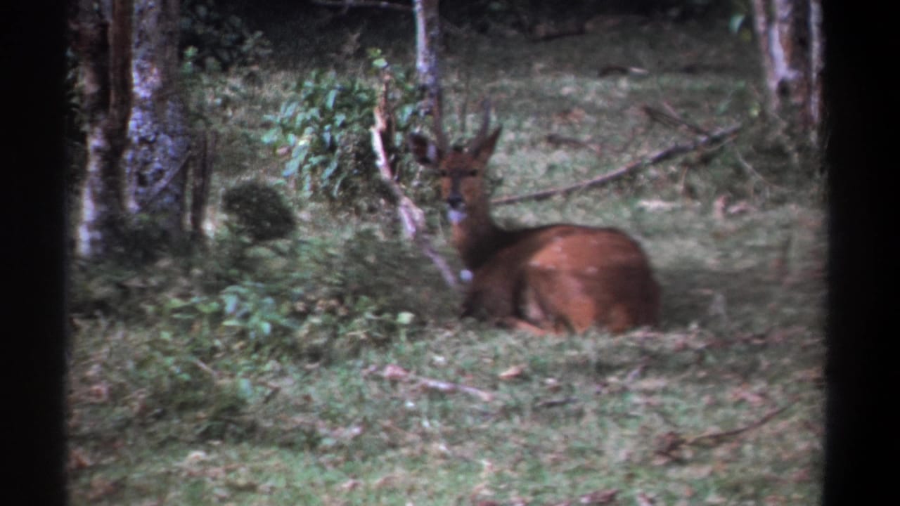 Horned reddish-brown animal lying in grass beside trees.
