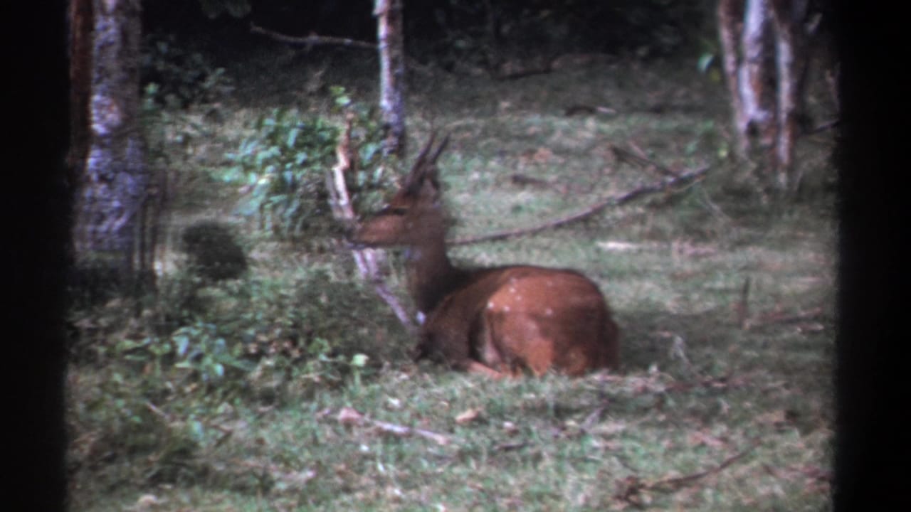 The distant 1969 Kenya frame shows a horned animal lying alert in grass between trees, with soft 8mm film texture.