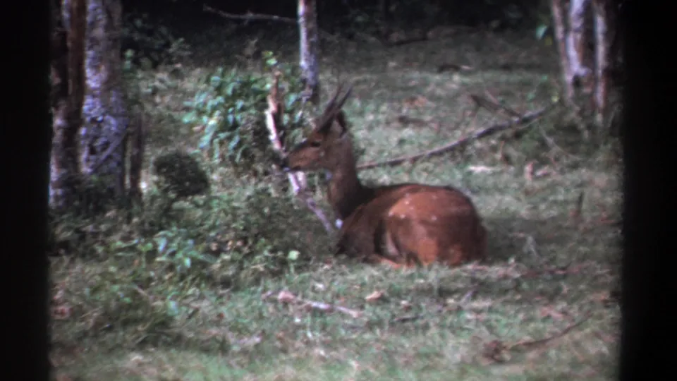 A reddish-brown horned animal rests in a grassy wooded area, filmed from a distance on 8mm in Kenya in 1969.