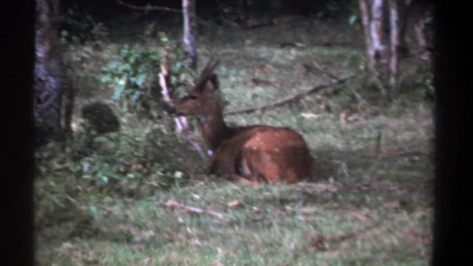 The final frame keeps the horned animal lying still in a Kenyan wooded clearing, with grainy 1960s 8mm color.