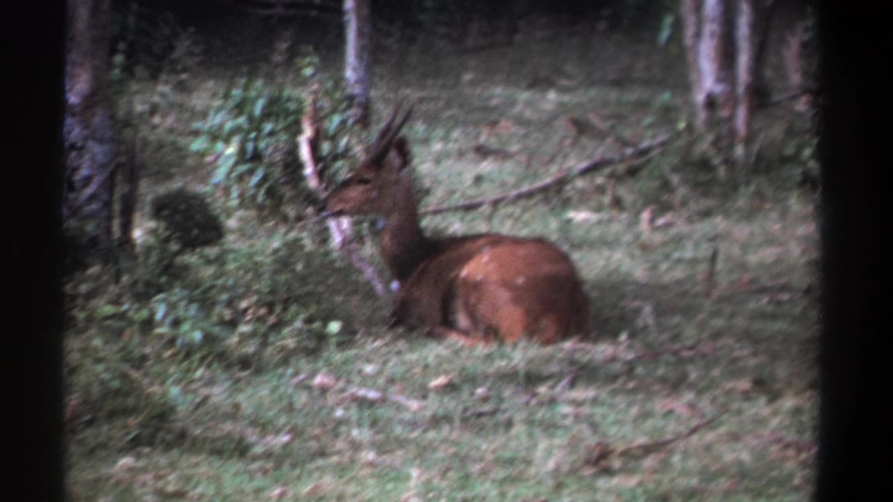 1969 Kenya 8mm frame showing a reddish-brown deer or antelope lying in a shaded forest clearing.