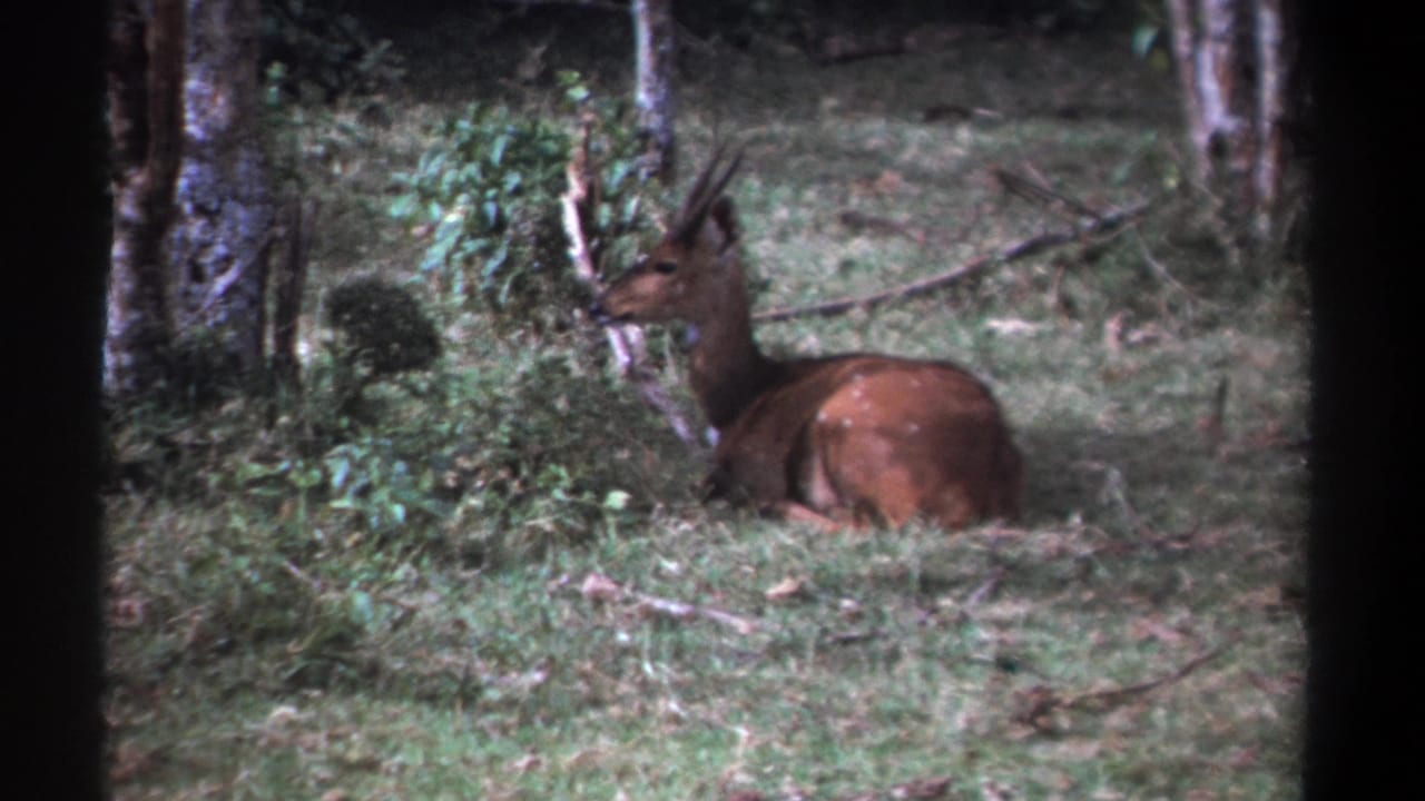 Resting deer or antelope in a wooded grassy clearing.