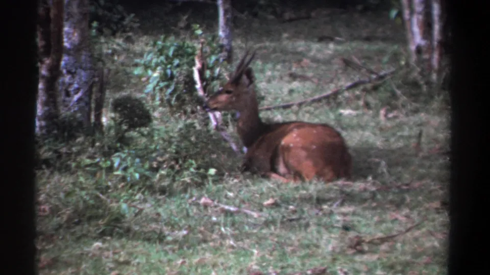 The animal remains still in the grass, framed by trees and brush in archival Kenya home-movie footage.