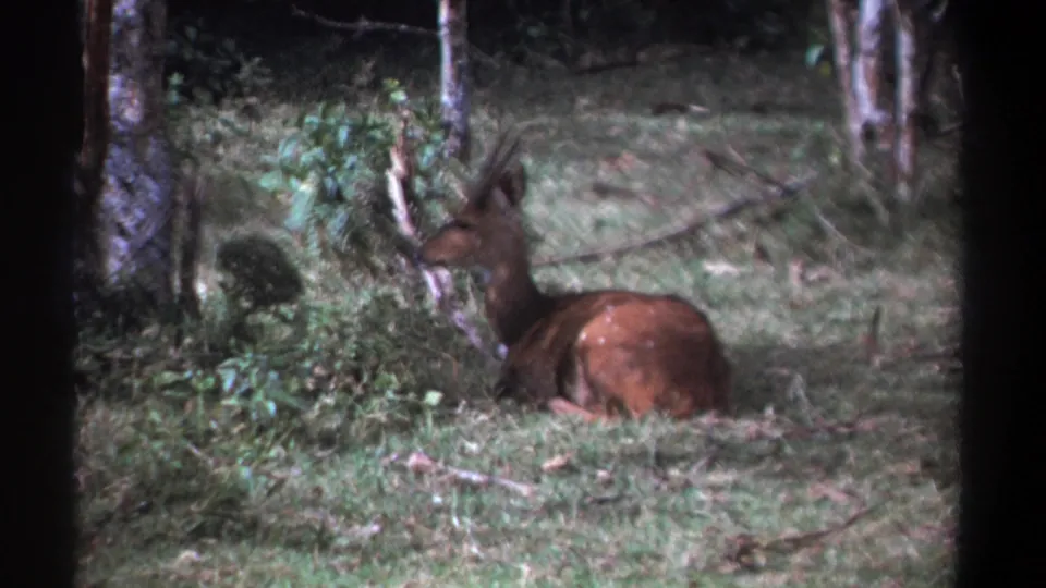 Soft 8mm frame from Kenya showing the resting animal partly surrounded by grass, shrubs, and tree trunks.