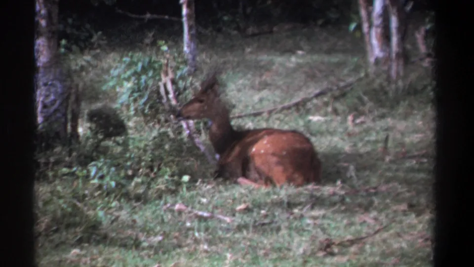A quiet 1969 Kenya wildlife frame shows a brown deer or antelope resting in a grassy forest clearing.