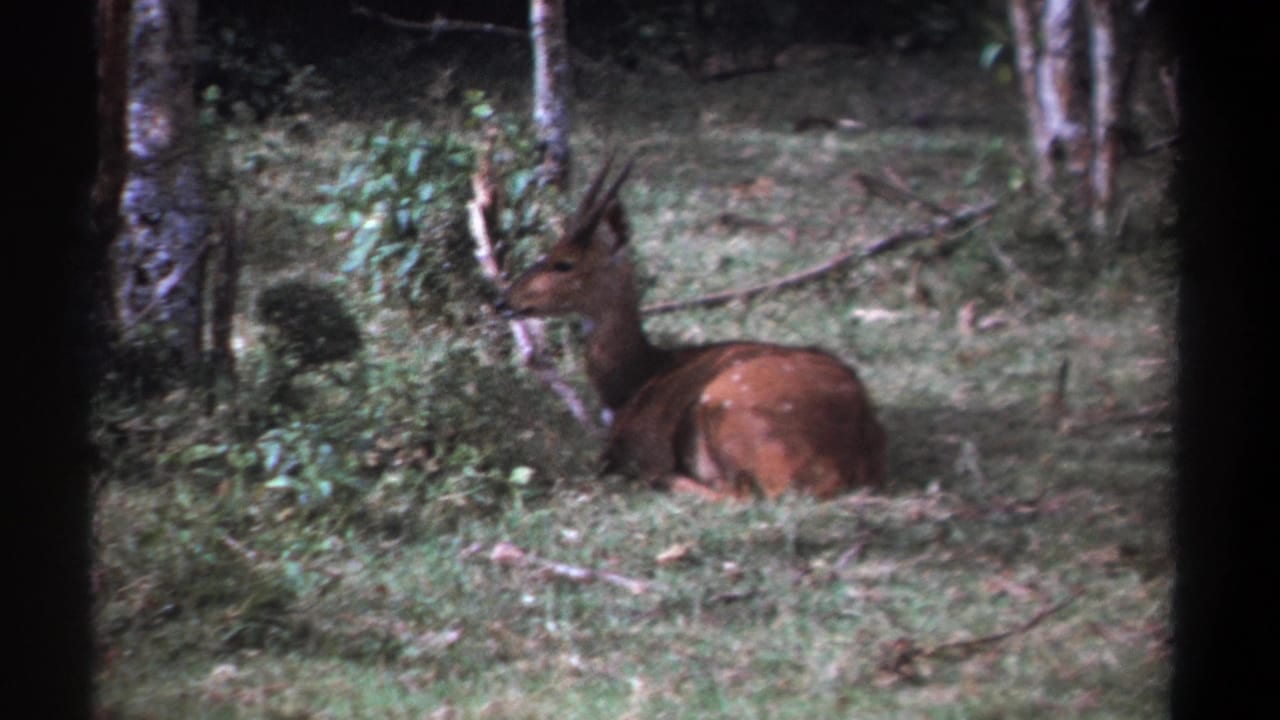 In supported 1969 Kenya footage, an antlered deer rests in a grassy wooded clearing with brush around it.
