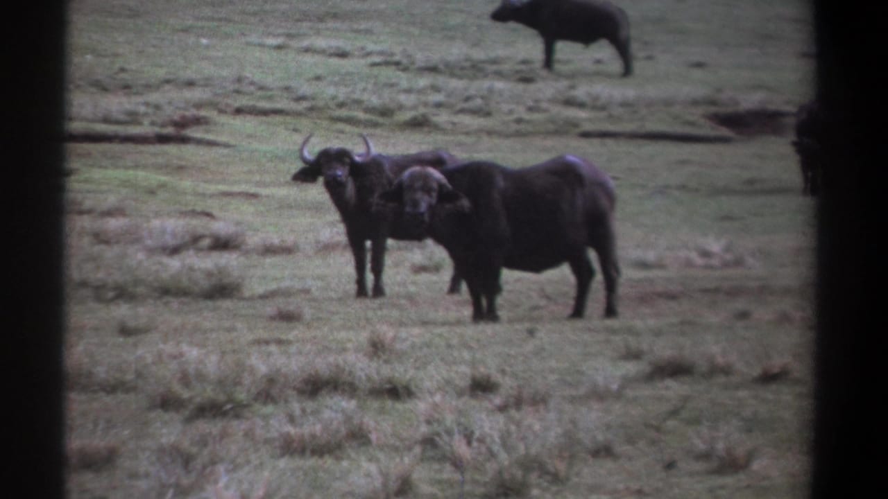 Two dark buffalo stand on an open grassy plain.