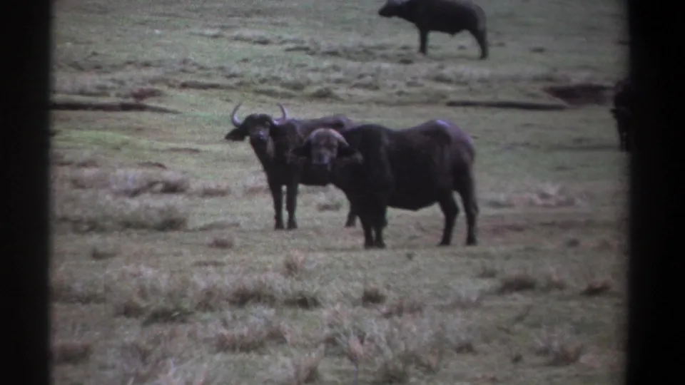 Two African buffalo stand alert on open grassland in the Kenya 1969 home-movie footage, with another dark animal shape in the distance.