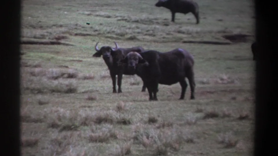 A pair of African buffalo face toward the camera on a grassy Kenyan plain, with a distant dark animal shape near the upper frame.