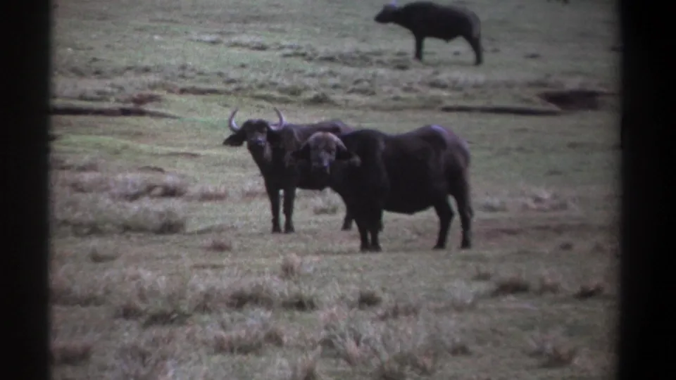 Two African buffalo remain close together on open grassland in the supported 1969 Kenya footage, framed by dark 8mm film edges.