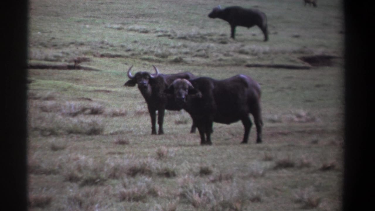 1969 Kenya 8mm frame with two African buffalo standing close together in savanna grassland and another animal grazing in the background.